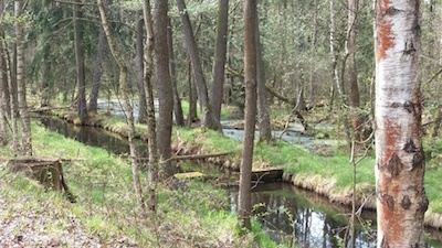 Třeboňská pánev